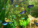 Click to view Fish Aqua 3D Screensaver 1.51.4 screenshot
