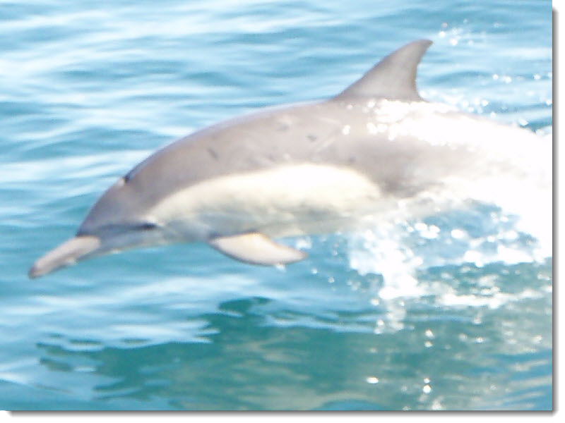 Click to view Dolphins 1.01 screenshot