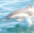 Dolphins icon