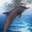 3D Jumping Dolphins Screensaver icon