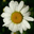 Spring Flowers Screensaver icon