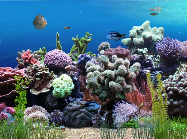 Click to view Aquarium Animated Wallpaper 1.1.0 screenshot