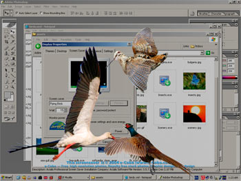 Click to view Birds 1.00 screenshot